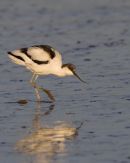 Avocet